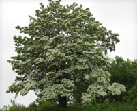 [나무] 이팝나무(학명 Chionanthus retusus)
